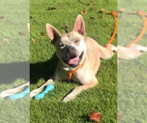 Victor - Male Bulldog-Unknown Mix Dog for Adoption - Photo #7
