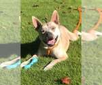 Small Photo #7 Bulldog-Unknown Mix Puppy For Sale in Kennesaw, GA, USA