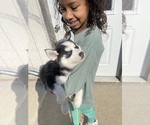 Small Photo #25 Siberian Husky Puppy For Sale in TRIMBLE, MO, USA