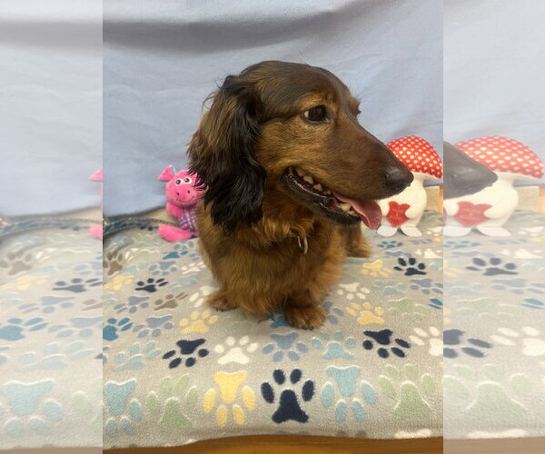 Medium Photo #1 Dachshund-Unknown Mix Puppy For Sale in York, SC, USA