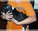 Small Photo #19 Great Dane Puppy For Sale in SPRAGGS, PA, USA
