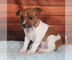 Jack Russell Terrier Puppy for sale in PENNS CREEK, PA, USA
