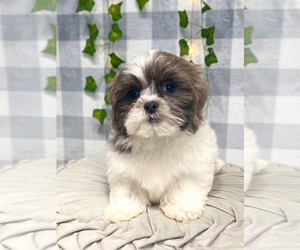 Shih Tzu Puppy for sale in MARIETTA, GA, USA