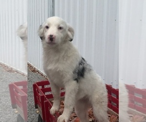 Border Collie-Miniature Australian Shepherd Mix Puppy for sale in FREDERICKSBG, OH, USA