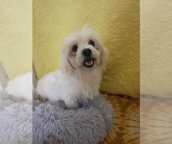 Medium Photo #5 Shih Tzu Puppy For Sale in Pacolet, SC, USA