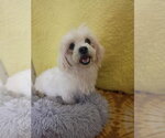 Small #4 Shih Tzu