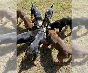Australian Shepherd-Doberman Pinscher Mix Puppy for sale in WASHINGTON, OK, USA