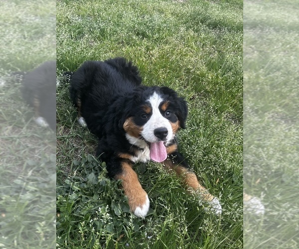 Medium Photo #7 Bernese Mountain Dog Puppy For Sale in MIDDLESEX, NC, USA