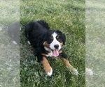 Small #6 Bernese Mountain Dog