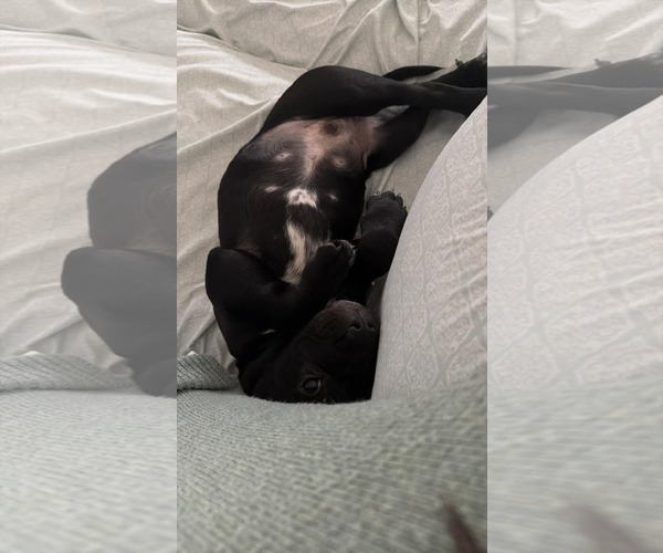 Medium Photo #5 Mutt Puppy For Sale in Holly Springs, NC, USA