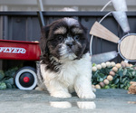 Small #1 Shih Tzu