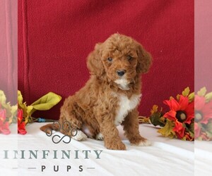 Goldendoodle Puppy for sale in GORDONVILLE, PA, USA