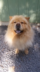 Father of the Chow Chow puppies born on 08/29/2017