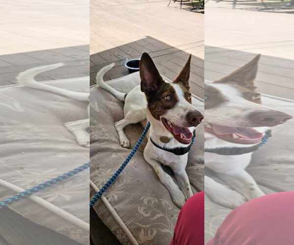 Medium Photo #4 Mutt Puppy For Sale in Cherry Hill, NJ, USA