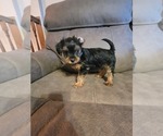 Small Photo #6 Yorkshire Terrier Puppy For Sale in NORTHGLENN, CO, USA