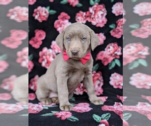 Labrador Retriever Puppy for sale in GLEN ROCK, PA, USA