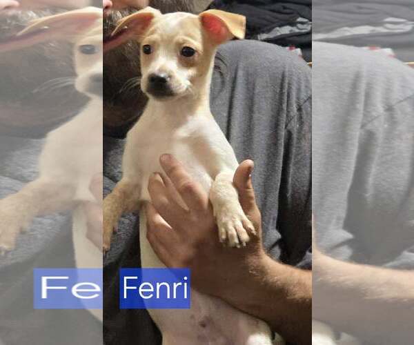 Medium Photo #1 Chihuahua-Unknown Mix Puppy For Sale in Minneapolis, MN, USA