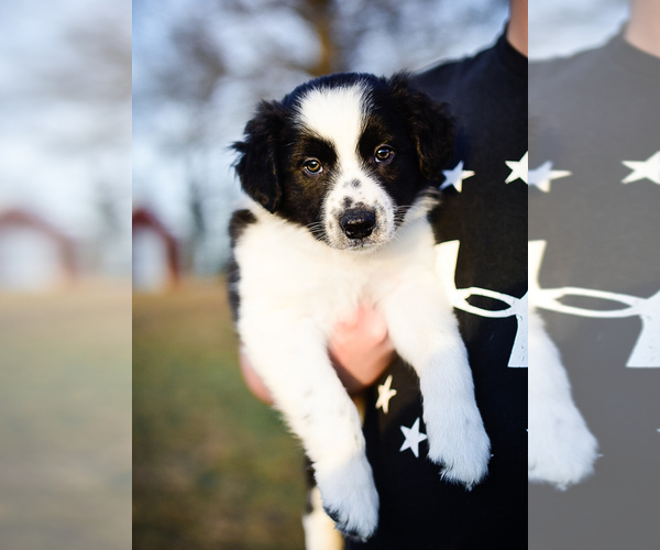 Medium Photo #15 Border Collie Puppy For Sale in STRAFFORD, MO, USA