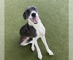 Small Pointer Mix