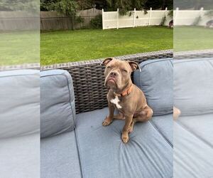 American Pit Bull Terrier-Unknown Mix Dogs for adoption in Tenafly, NJ, USA