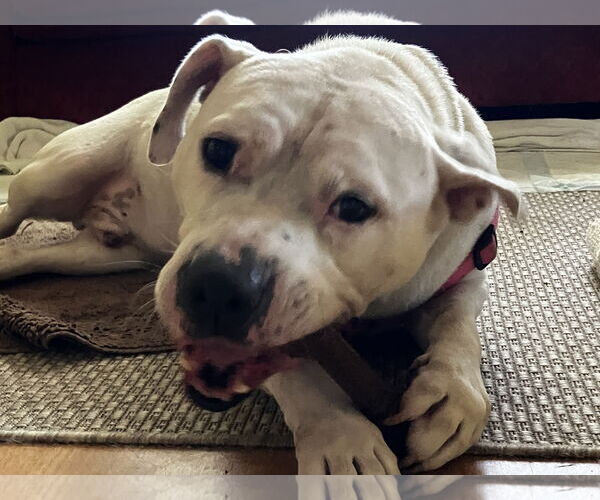 Medium Photo #9 Bulloxer Puppy For Sale in Decatur, GA, USA