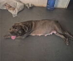 Small Photo #1 Cane Corso Puppy For Sale in COLUMBIA, SC, USA