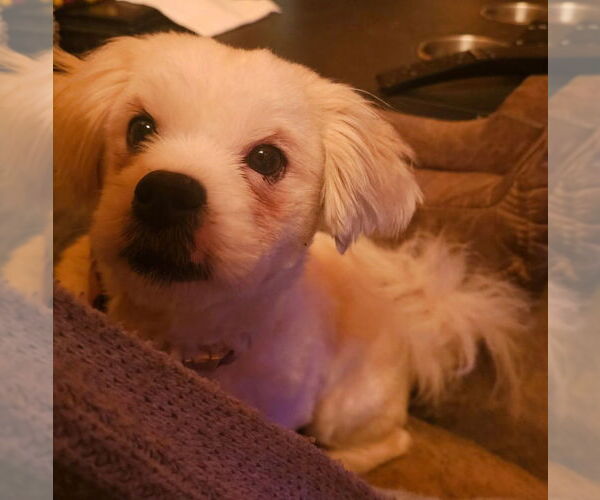 Medium Photo #2 Shiranian Puppy For Sale in Aurora, IN, USA