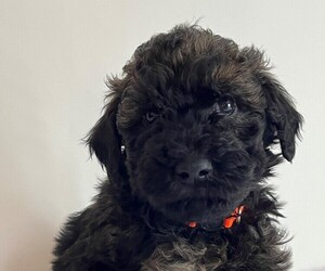 Whoodle Puppy for sale in EVANSVILLE, IN, USA