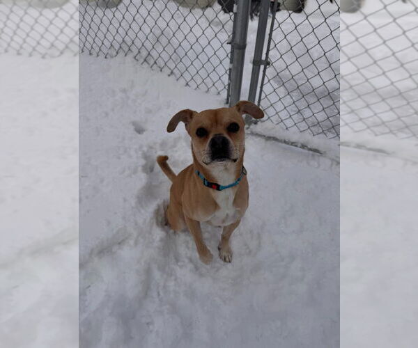 Medium Photo #4 Pug-Unknown Mix Puppy For Sale in Muskegon, MI, USA