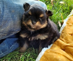 Pomeranian Puppy for Sale in ORRVILLE, Ohio USA