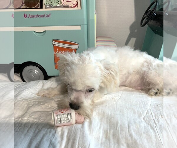 Medium Photo #3 Chonzer Puppy For Sale in MORENO VALLEY, CA, USA