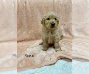 Golden Retriever Dog for Adoption in CROSSKEYS, Virginia USA