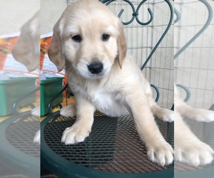 Golden Retriever Puppy for sale in WESTLAKE VILLAGE, CA, USA