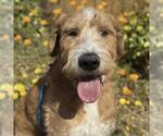 Small #11 Miniature Labradoodle