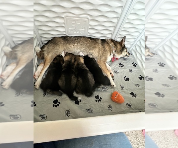 Medium Photo #9 Pomsky-Shiba Inu Mix Puppy For Sale in NASHUA, NH, USA