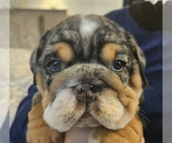 Medium Photo #14 English Bulldog Puppy For Sale in SAINT CHARLES, IL, USA