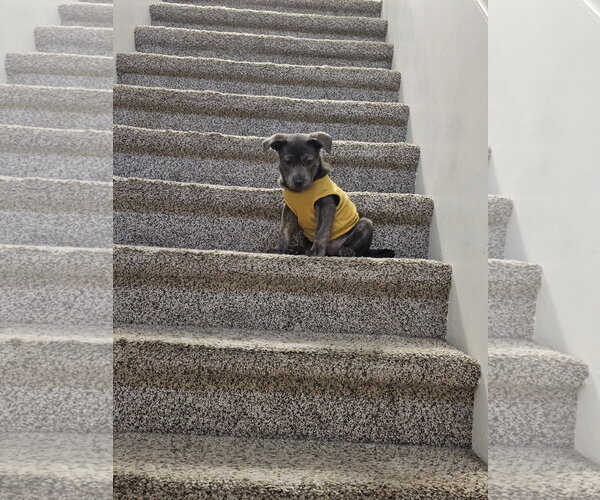 Medium Photo #4 Labrador Retriever-Unknown Mix Puppy For Sale in Sandy, UT, USA