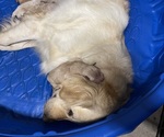 Small Photo #9 English Cream Golden Retriever Puppy For Sale in CHINA SPRING, TX, USA