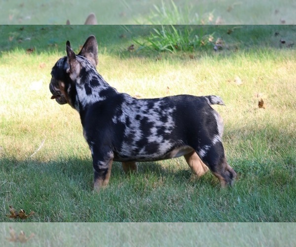 Medium Photo #5 French Bulldog Puppy For Sale in LAWRENCEVILLE, GA, USA