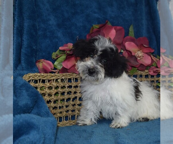 Medium Photo #1 YorkiePoo Puppy For Sale in BARNESVILLE, KS, USA