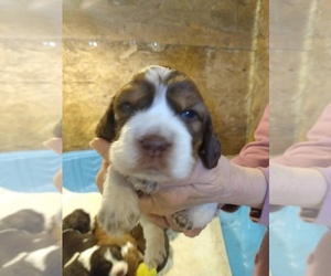 English Springer Spaniel Puppy for sale in PARKERS PRAIRIE, MN, USA