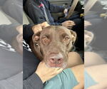 Small #10 Chocolate Labrador retriever Mix