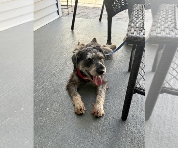 Medium Photo #1 Schnauzer (Miniature) Puppy For Sale in NAPLES, FL, USA