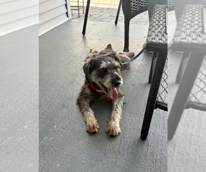 Mother of the Schnauzer (Miniature) puppies born on 04/20/2025
