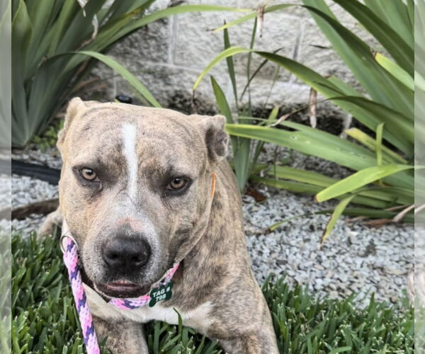 Medium Photo #1 Pointer-Unknown Mix Puppy For Sale in Houston, TX, USA