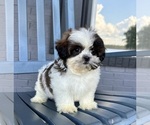 Small #5 Shih Tzu