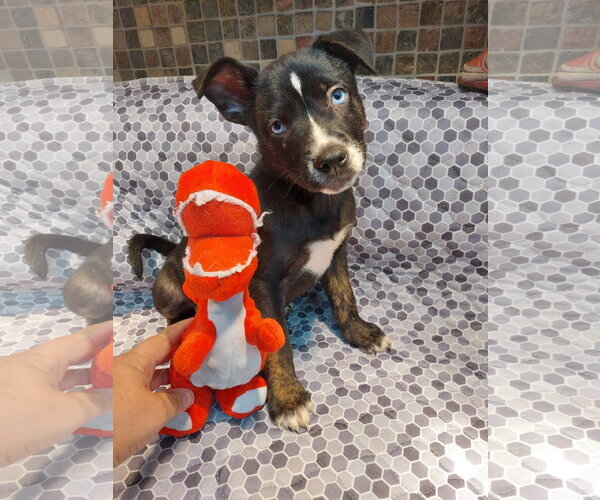 Medium Photo #2 American Bulldog-Unknown Mix Puppy For Sale in Sanford, FL, USA