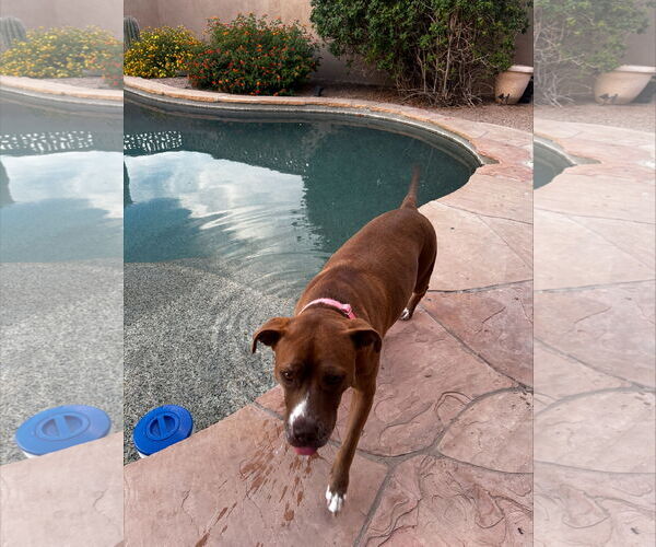 Medium Photo #3 American Pit Bull Terrier Puppy For Sale in Chandler, AZ, USA