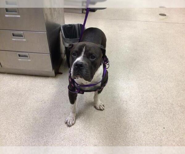 Medium Photo #1 American Pit Bull Terrier-Unknown Mix Puppy For Sale in Riverside, CA, USA