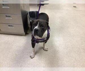 American Pit Bull Terrier-Unknown Mix Dogs for adoption in Riverside, CA, USA